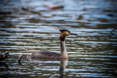 Gölün yüzeyinde büyük ibikli bir yağ tabakası yüzüyor. Gerçek vahşi yaşamın yakın plan fotoğrafı. Great Crested Grebe, Podiceps Çekoslovakya kriteri