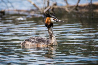 Gölün yüzeyinde büyük ibikli bir yağ tabakası yüzüyor. Gerçek vahşi yaşamın yakın plan fotoğrafı. Great Crested Grebe, Podiceps Çekoslovakya kriteri