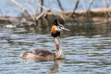 Gölün yüzeyinde büyük ibikli bir yağ tabakası yüzüyor. Gerçek vahşi yaşamın yakın plan fotoğrafı. Great Crested Grebe, Podiceps Çekoslovakya kriteri