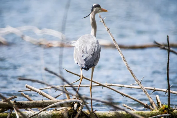 Серая Цапля Ardea Cinerea Большая Обыкновенная Цапля Лак Риверов Чехия — стоковое фото