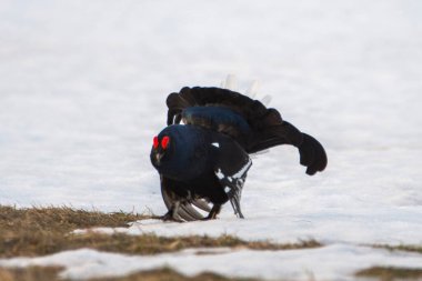 Çekoslovakya 'da lekelenmiş bir Kara Tavuğun Portresi, Tetrao Tetrix,