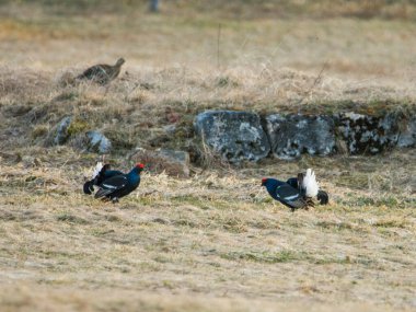 Black Grouses, Tetrao Tetrix, Leksite 'de. Bahar Ormanı 'nda sabahın erken saatlerinde. Çek Cumhuriyeti.