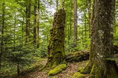 Avrupa 'da Bijele stjene dağları çevresindeki doğal orman.