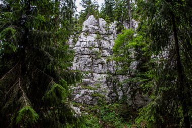 Avrupa 'da Bijele stjene dağları çevresindeki doğal orman.