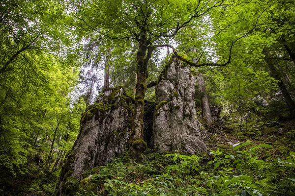 Bosque Natural Alrededor Del Área Protegida Bijele Stjene Mountains Croacia — Foto de Stock