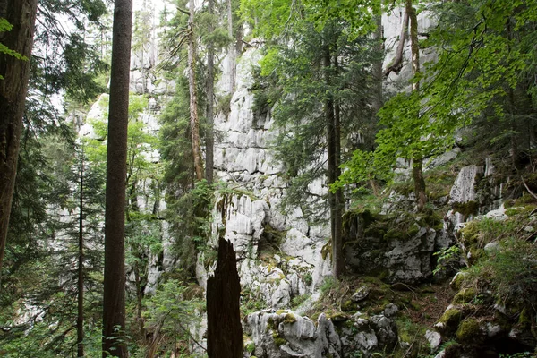 Přírodní Les Kolem Chráněné Oblasti Bijele Stjene Hory Chorvatsko Evropě — Stock fotografie