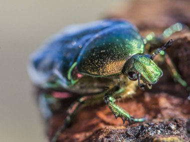 Gül Chafer böceği, Cetonia aurata, Avrupa 'daki çayırlardan gelen güzel metalik böcek, Hırvatistan' daki Umag.