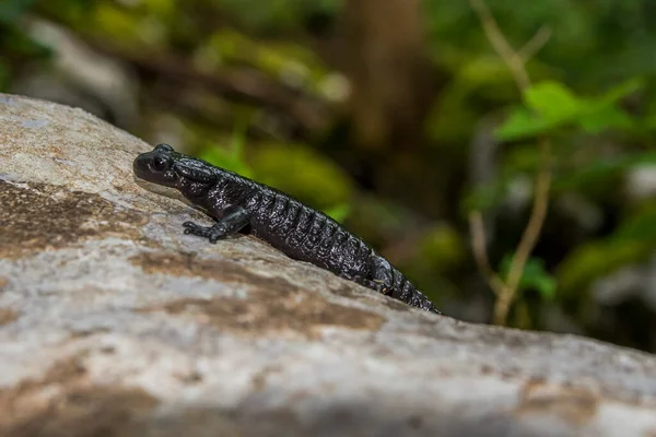Salamandra Alpina Salamandra Atra Bosque Especies Negras Salamandra Bijele Samarske —  Fotos de Stock