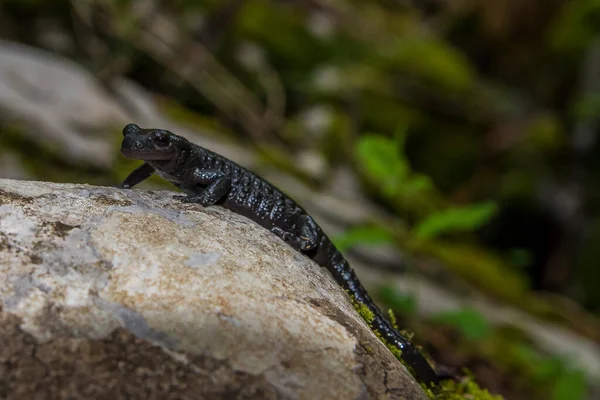 Alpensalamander Salamandra Atra Wald Schwarze Salamanderarten Naturgebiet Bijele Samarske Stjene — Stockfoto