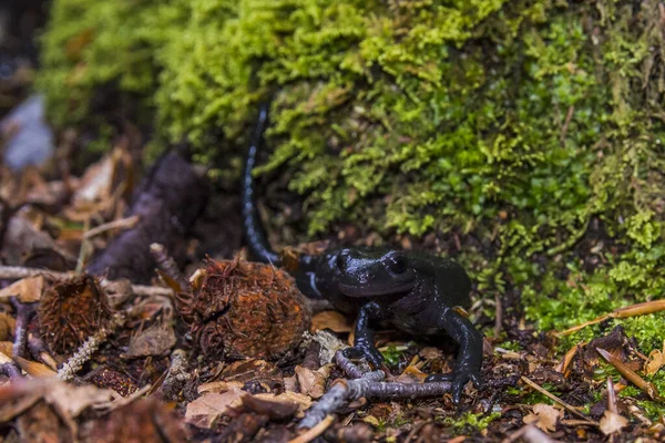 Alpensalamander Salamandra Atra Wald Schwarze Salamanderarten Naturgebiet Bijele Samarske Stjene — Stockfoto