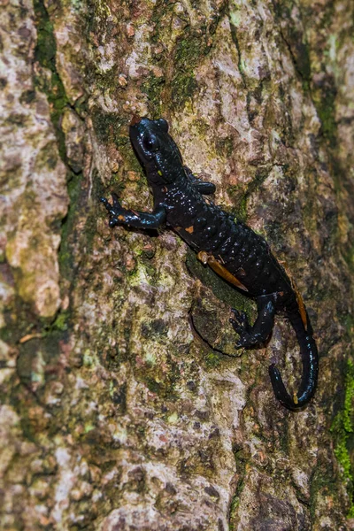 Salamandra Alpina Salamandra Atra Floresta Espécie Negra Salamandra Área Natural — Fotografia de Stock