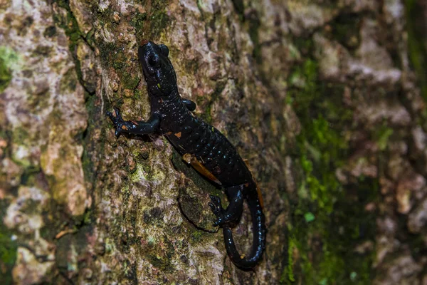 Salamandre Alpine Salamandra Atra Dans Forêt Espèces Noires Salamandre Bijele — Photo