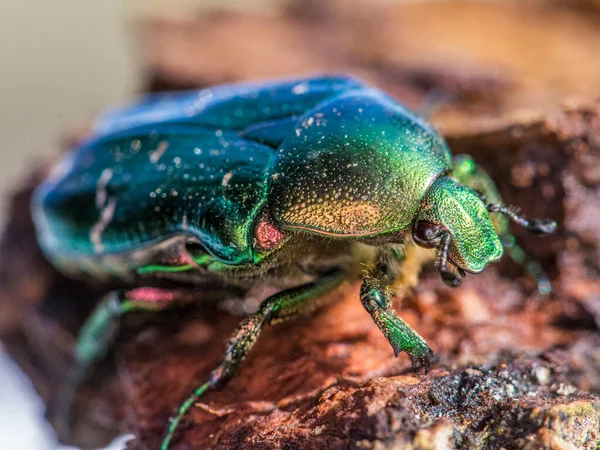 Escarabajo Rose Chafer Cetonia Aurata Hermoso Escarabajo Metálico Prados Europeos — Foto de Stock