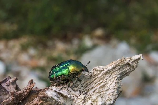 Rose Chafer Beetle Cetonia Aurata Beautiful Metallic Beetle European Meadows — Stock Photo, Image