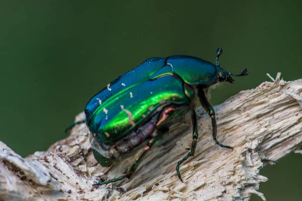 Rózsa Chafer Bogár Cetonia Aurata Gyönyörű Fém Bogár Európai Rétek — Stock Fotó