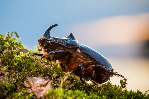 Escarabajo Rinoceronte Europeo Oryctes Nasicornis Istria Durante Puesta Del Sol — Foto de Stock