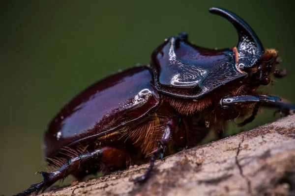 Escarabajo Rinoceronte Europeo Oryctes Nasicornis Istria Durante Puesta Del Sol — Foto de Stock