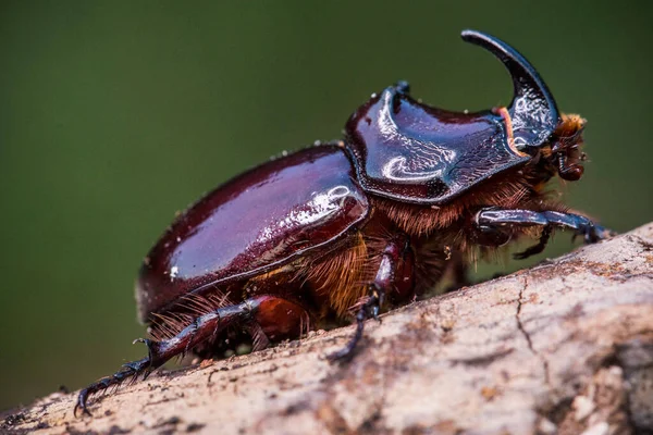 Escarabajo Rinoceronte Europeo Oryctes Nasicornis Istria Durante Puesta Del Sol — Foto de Stock