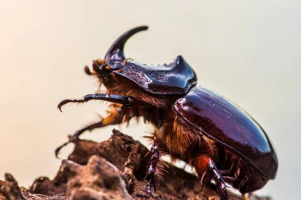 Escarabajo Rinoceronte Europeo Oryctes Nasicornis Istria Durante Puesta Del Sol — Foto de Stock