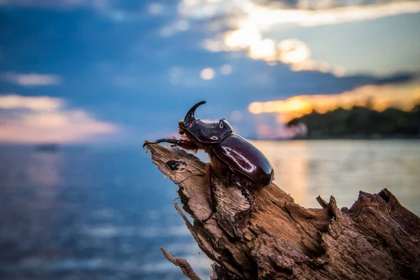 Brouk Nosorožec Oryctes Nasicornis Istrii Při Západu Slunce Nad Mořem — Stock fotografie