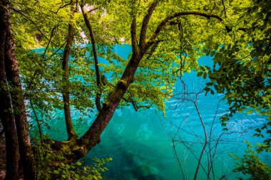 Plitvice Lakes Ulusal Parkı Hırvatistan ve Avrupa 'da turkuaz mavi ve yeşil sularla renklendirilmiş manzara.
