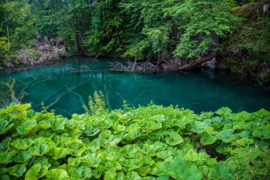 Plitvice Lakes Ulusal Parkı Hırvatistan ve Avrupa 'da turkuaz mavi ve yeşil sularla renklendirilmiş manzara.