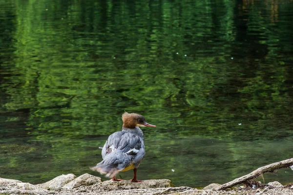 ヨーロッパのクロアチアのプリトヴィツェ湖でオサンダー メルガス メルガンサー — ストック写真