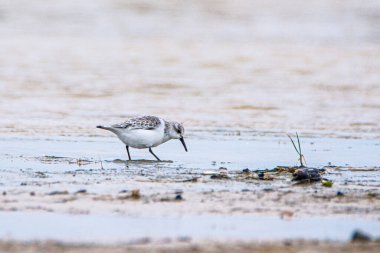 Sanderling, Calidris Alba, Tarifa, İspanya 'da deniz kenarında kum üzerinde..