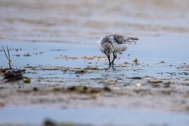 Sanderling, Calidris Alba, Tarifa, İspanya 'da deniz kenarında kum üzerinde..