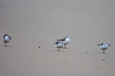 Sanderling, Calidris Alba, Tarifa, İspanya 'da deniz kenarında kum üzerinde..