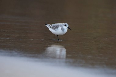 Sanderling, Calidris Alba, Tarifa, İspanya 'da deniz kenarında kum üzerinde..