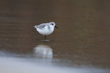 Sanderling, Calidris Alba, Tarifa, İspanya 'da deniz kenarında kum üzerinde..