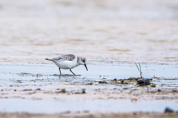 Sanderling Calidris Alba Auf Sand Meer Tarifa Spanien — Stockfoto