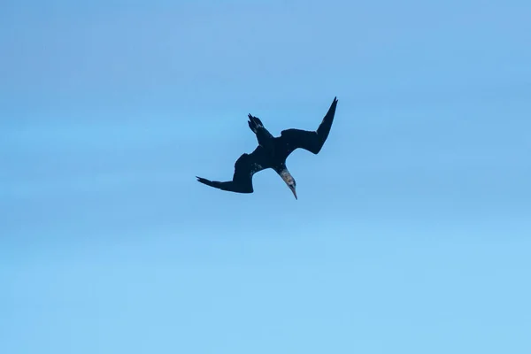 Flying young northern gannet, Morus bassanus, Tarifa, Spain — Stock Photo, Image