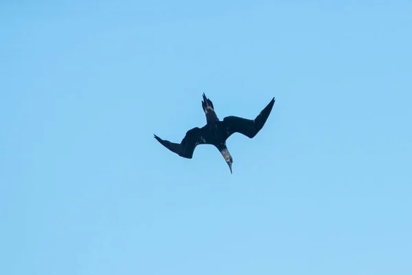 Flying young northern gannet, Morus bassanus, Tarifa, Spain — Stock Photo, Image