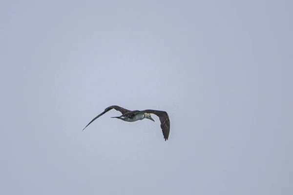 Flying northern gannet, Morus bassanus,Tarifa, Spain. — Stock Photo, Image