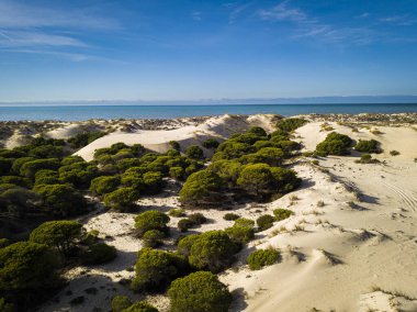 Donana Ulusal Parkı, Mazagon, Huelva, Endülüs, İspanya