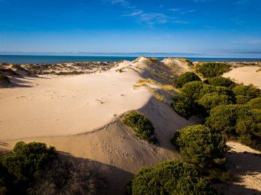 Donana Ulusal Parkı, Mazagon, Huelva, Endülüs, İspanya