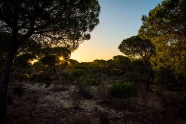 Donana Ulusal Parkı, Mazagon, Huelva, Endülüs, İspanya