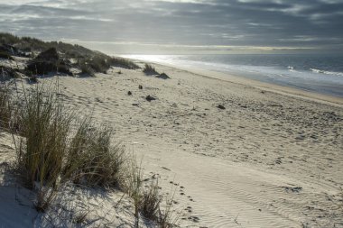 Donana Ulusal Parkı, Mazagon, Huelva, Endülüs, İspanya