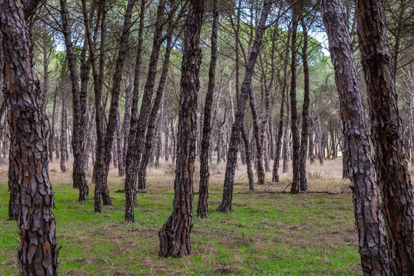 National Park Donana Mazagon Huelva Andalusia Spain — Stock Photo, Image