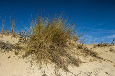 Donana Ulusal Parkı, Endülüs, İspanya.