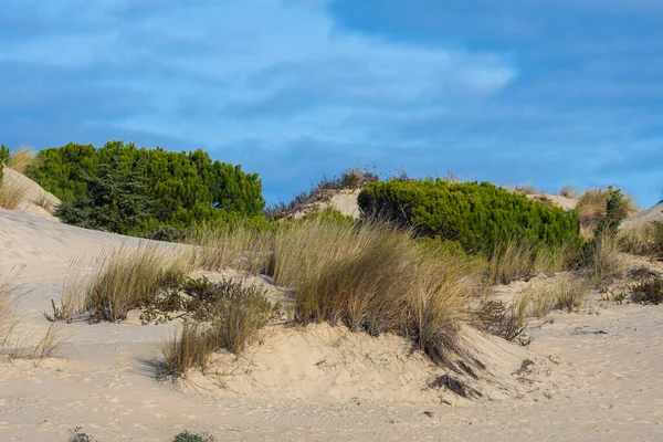 Donana Ulusal Parkı, Mazagon, Huelva, Endülüs, İspanya