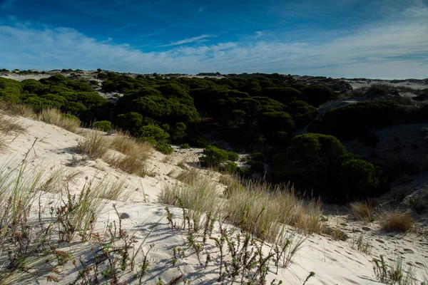 Donana Ulusal Parkı, Endülüs, İspanya.