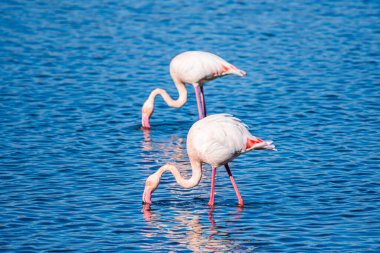 Flamingo, phoenicopterus ruber, Endülüs 'teki ulusal Park Donana' da