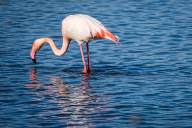 Flamingo, phoenicopterus ruber Endülüs 'teki Ulusal Park Donana' da.