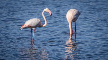 Flamingo, phoenicopterus ruber Endülüs 'teki Ulusal Park Donana' da.