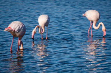 Flamingo, phoenicopterus ruber Endülüs 'teki Ulusal Park Donana' da.