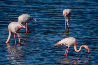 Flamingo, phoenicopterus ruber Endülüs 'teki Ulusal Park Donana' da.