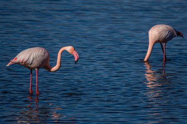 Flamingo, phoenicopterus ruber Endülüs 'teki Ulusal Park Donana' da.